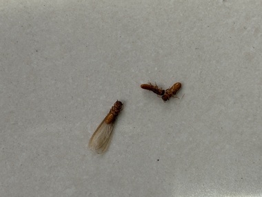 天河灭除白蚁公司要怎样防治广州白蚁的分飞期
